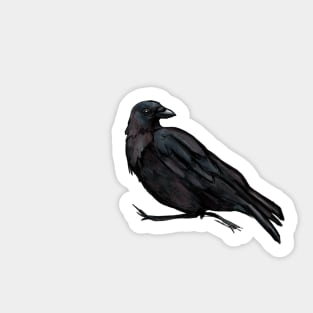 American Crow Sticker